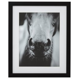 Moderno blanco y negro del Caballo nariz foto